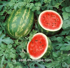 HB Chinese hybrid grafted watermelon seed