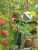 Import Healthy calcium potassium dietary fiber red apple fresh fruit from Japan