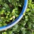 High Quality Flexible PVC Garden Water Hose For Watering Or Irrigation Of Trees