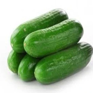 High Quality Fresh Cucumber/Frozen Cucumber/Sea Cucumber