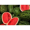 High Quality Fresh Water Melon/Watermelon