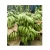 Import High Quality Product Export From Vietnam Fresh Cavendish Green Banana Boat 100% Fruit Organic from China