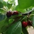Import Hot sale high quality fresh delicious cherry from China