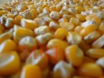 Indian yellow corn for animal feed