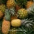Import Individually packed  fruit products dried fruit dried pineapple from China