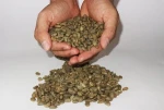 Indonesia arabica coffee green bean high quality