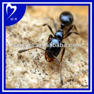 ISO9001 Factory Supply black ant extract powder