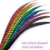 lady amherst pheasant tail feathers in stock for sale