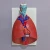 Import Larynx, heart and lung model Lung anatomy model Respiratory system structure Human internal organ model from China