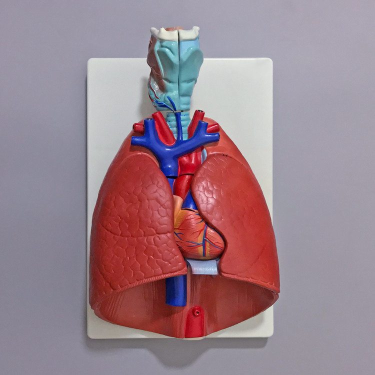 Buy Larynx, Heart And Lung Model Lung Anatomy Model Respiratory System ...