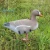 Import Lifelike hunting canadian goose decoys for wild hunting from China