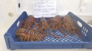 Live Caribbean Spiny Lobsters/Seafood!
