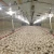 Import Low Cost Prefab Steel Structure Automated Chicken House Poultry House from China