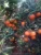 Import mandarin orange fruit from Egypt