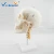Import Medical Teaching Anatomical Skull Model with Cervical Spine from China