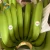 Import New Arrivals Product From Vietnam Factory Wholesale High Quality Delicious Fresh Ecuador Banana Green from Vietnam
