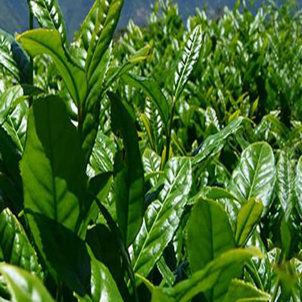 New Production High Mountain Leaves Black Tea