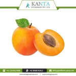 Organic Apricot Kernel Oil India