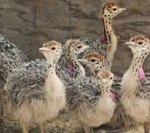 OSTRICH CHICKS,Vaccinated Ostrich Chicks,Fertilized Ostrich Eggs