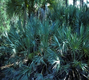palm fatty acid manufacturers oil soluble saw palmetto oil