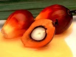 Palm Oil Biodiesel