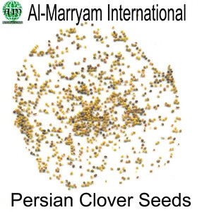 Persian Clover Seed