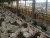 Import poultry equipment chicken equipment for brolier andchicken farms drinkers and feeders  for poultry control shed equipment from China