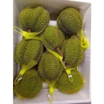 Premium Fresh Musang King Durian