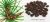 Import Pure natural Serenoa repens extract from China