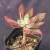 Import Purple  pretty  natural succulent plant  succulents with competitive price from China