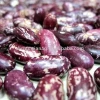 Purple speckled kidney bean