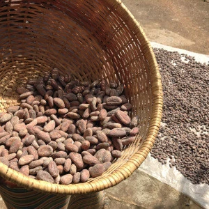 Raw cocao Beans