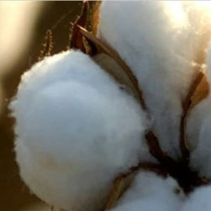 raw cotton for sale