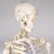 Import Resources Skeleton Model Human teaching model from China