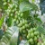 Import Robusta Coffee/Arabica Green Coffee Beans for sale from Belgium