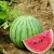 Import S613 Xi gua China Wholesale Best Price Best Watermelon Seeds from China