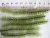Import Sea Grapes - Green Caviar - Lato - Caulerpa lentillifera - Umibudou - Dehydrated Sea Grapes/ Ms.Cherry + 84 975 975 103 from Vietnam