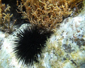 Sea urchin black (long-pointed)