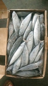 Seafrozen Tuna Bonito Frozen Fish  Fresh New Catching Sea Food