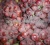 Import Size Chinese red globe grapes from China