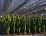 Spaghetti Sanservieria Ornamental plants Modern decoration medium size