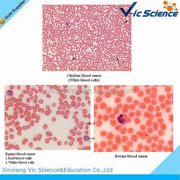 Special Staining Contrast Prepared Microscope Slides of Animal Blood Smear