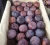 Import Stock available   Quality Plums ready for supply.. from South Africa