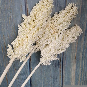 Sumflora Nordic style dried flowers Natural sorghum  for decoration preserved flower