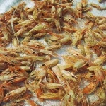 Superior Quality Soft Shell Shrimp For Sale