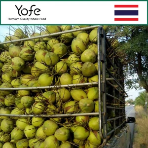 Thai Fresh Fragrant Coconut Export Good Price