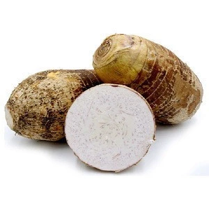 THE BEST PRICE FOR FRESH TARO- FROZEN TARO WITH HIGH QUALITY