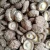 The best shiitake mushroom greenhouse organic dried shiitake mushroom whole/slice/diced