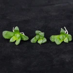 Tissue culture plants