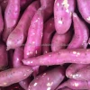 TOP QUALITY fresh purple sweet potato or yellow sweet potato